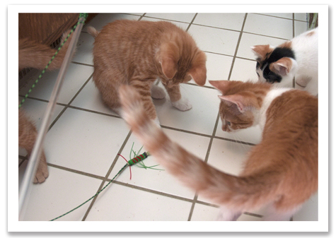 Kittens with Neko Flies R Olson.jpg